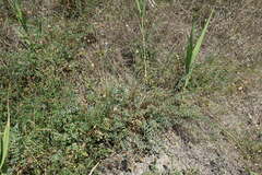 Sanguisorba minor balearica