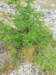 Larix sibirica