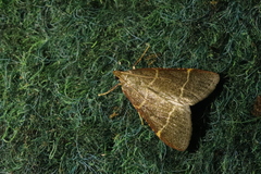 Hypsopygia glaucinalis