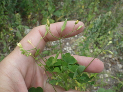 Oxalis stricta