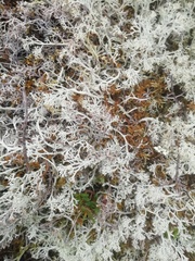 Cladonia rangiferina
