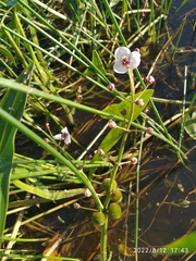 Sagittaria sagittifolia