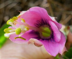 Passiflora pinnatistipula
