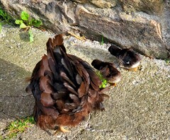 Gallus gallus domesticus