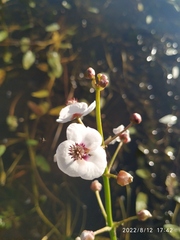 Sagittaria sagittifolia