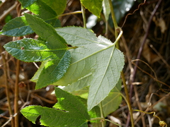 Passiflora pinnatistipula