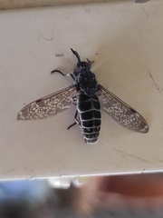 Haematopota pluvialis