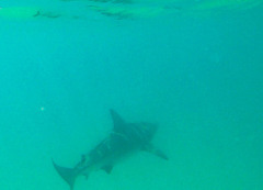 Carcharhinus limbatus