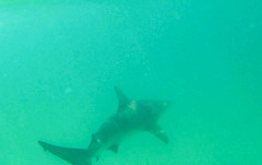 Carcharhinus limbatus