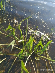 Sagittaria sagittifolia
