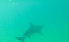 Carcharhinus limbatus