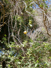 Passiflora pinnatistipula