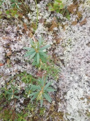 Rhododendron tomentosum