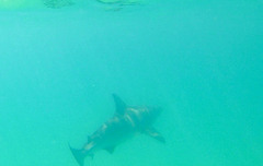 Carcharhinus limbatus