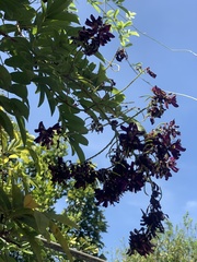 Wisteriopsis reticulata