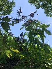 Wisteriopsis reticulata