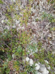 Betula nana