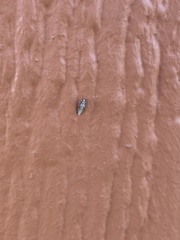 Chaoborus punctipennis