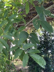 Wisteriopsis reticulata