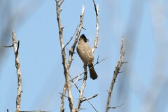 Pycnonotus barbatus layardi