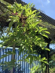 Wisteriopsis reticulata