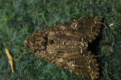 Mamestra brassicae