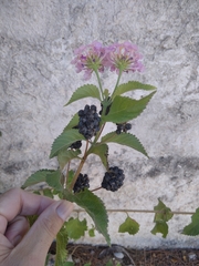 Lantana camara