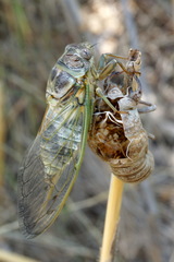 Lyristes plebejus