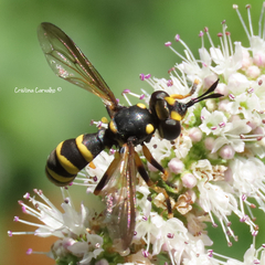 Conops flavipes