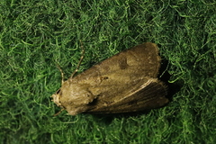 Agrotis exclamationis