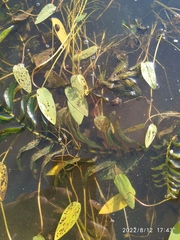 Potamogeton