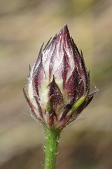 Cephalaria transsylvanica