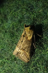 Abrostola tripartita