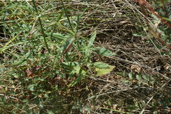 Cephalaria transsylvanica