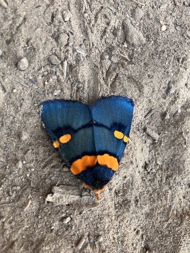 African Peach Moth photo 4
