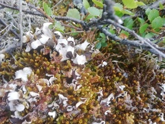 Peltigera malacea