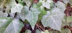 Hedera helix