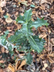 Ilex aquifolium