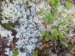 Betula nana