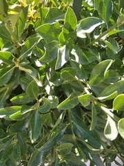 Euonymus japonicus