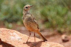 Anthus vaalensis