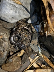 Hynobius sonani