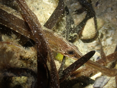 Syngnathus acus