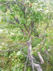 Betula pubescens