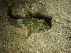 Taurulus bubalis