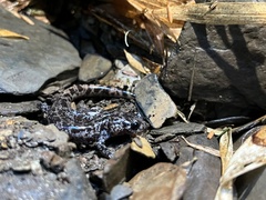 Hynobius sonani