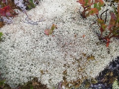 Cladonia uncialis