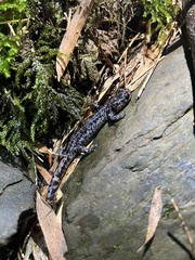 Hynobius sonani
