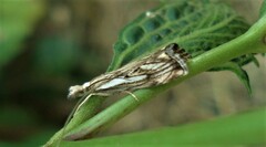 Catoptria falsella