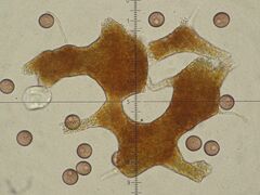 Physarum auriscalpium